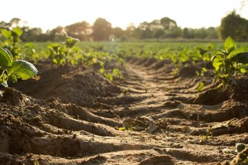 Conheça Os Agrominerais Silicáticos E A Sua Importância Na Formação De Solos Agrícolas