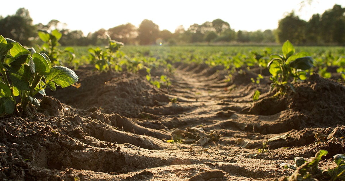 Conheça os agrominerais silicáticos e a sua importância na formação de solos agrícolas