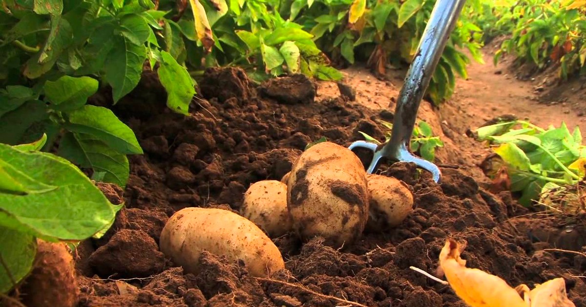 Potássio para batata: como fazer a adubação da sua lavoura?
