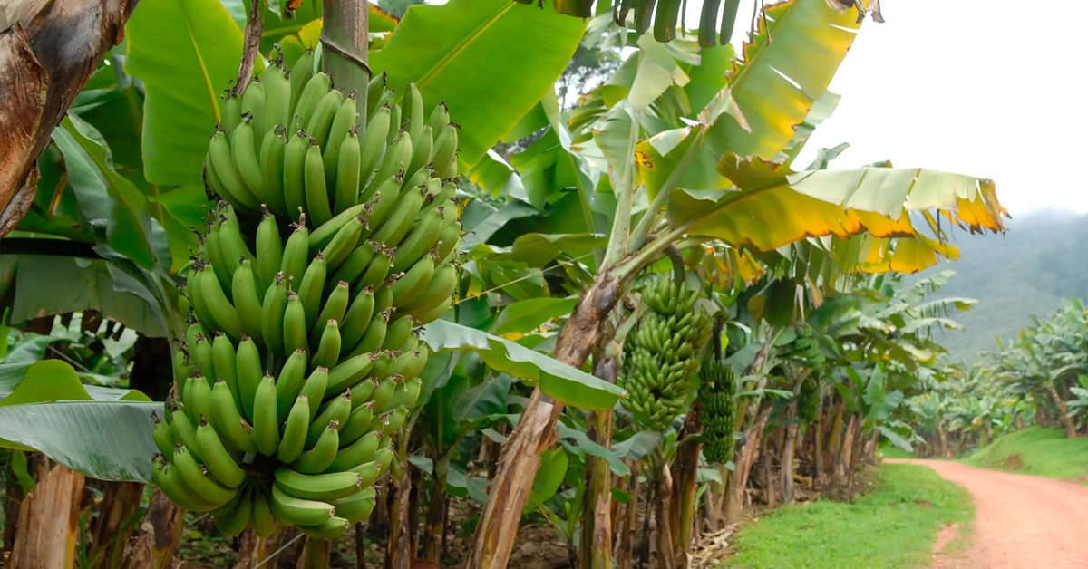 Agricultor de Massaranduba–SC conta como o uso do K Forte® melhorou o cultivo orgânico de bananas