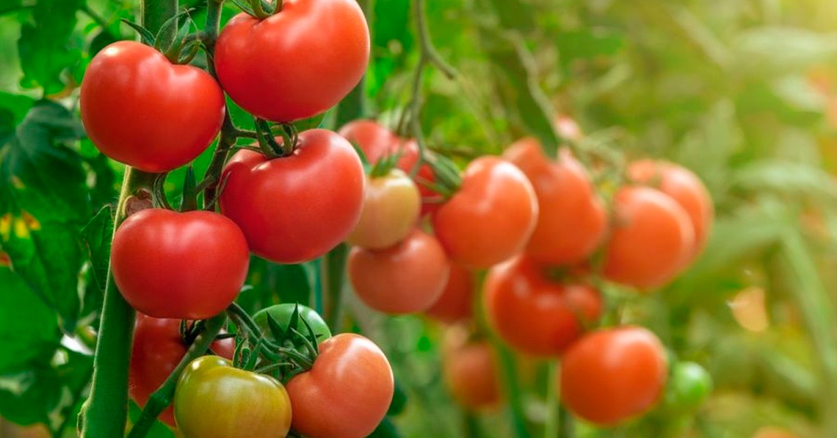Potássio no tomate: como fazer a adubação adequada?