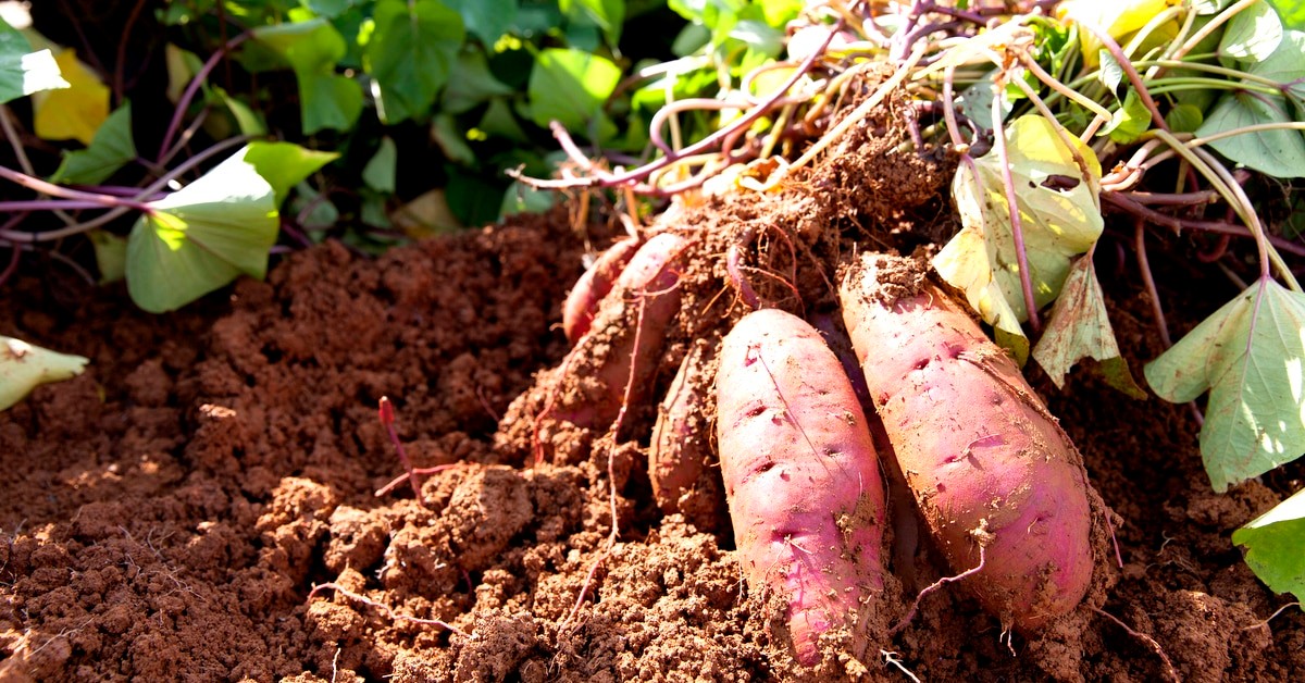 Potássio para batata-doce: saiba a importância desse nutriente e como adubar