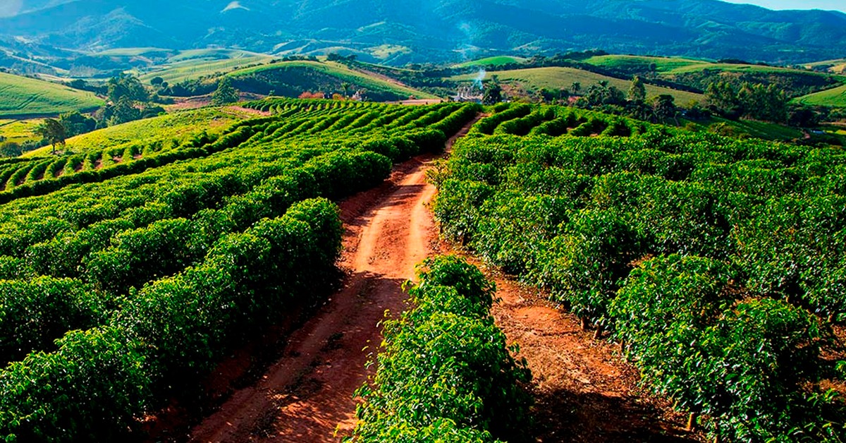 Produtor de café de São Gotardo-MG conta como o K Forte® melhorou os resultados da lavoura