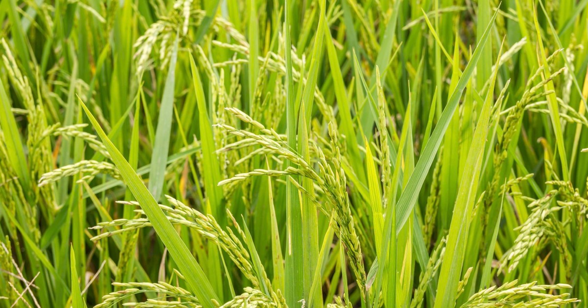 Potássio para arroz: entenda a importância e como fazer a adubação