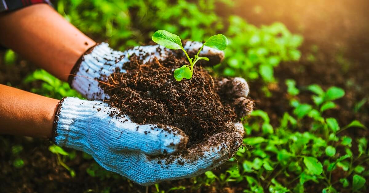 Agricultor de Ibiúna - SP conta como o K Forte® otimizou o manejo agrícola
