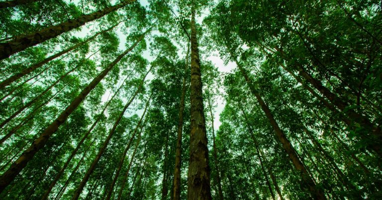 Conheça As Práticas Que Fazem A Diferença Para Se Obter Altas Produtividades No Setor Florestal