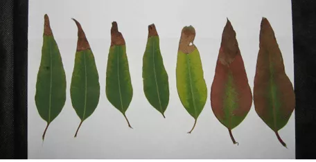 Evolução dos sintomas de deficiência de potássio nas folhas de eucalipto. (Fonte: Adaptado Costa & Schwengber, 2008)