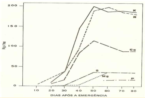 Progressão De Absorção De Nutrientes Pelo Feijoeiro: O Potássio Tem Dois Grandes Saltos Durante O Ciclo Da Cultura (Fonte: Haag Et Al., 1967)