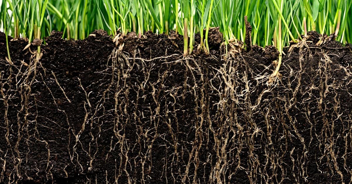 Bacillus amyloliquefaciens conheça este microrganismo e seus benefícios na agricultura