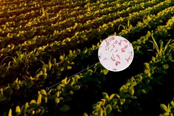 Bacillus Subtilis: Conheça Este Microrganismo E Seus Benefícios Para A Agricultura