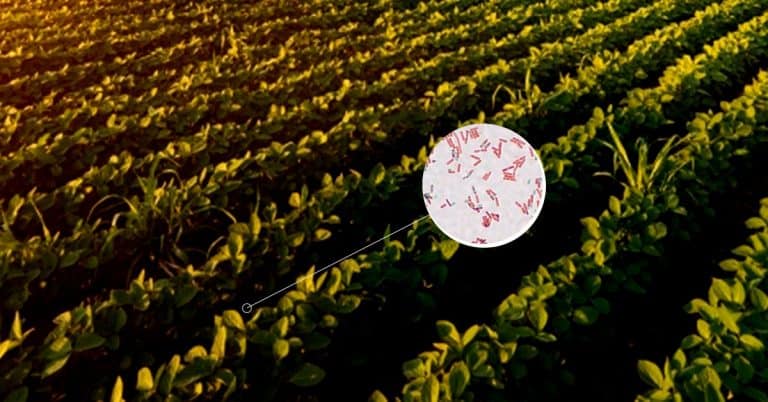 Bacillus Subtilis: Conheça Este Microrganismo E Seus Benefícios Para A Agricultura