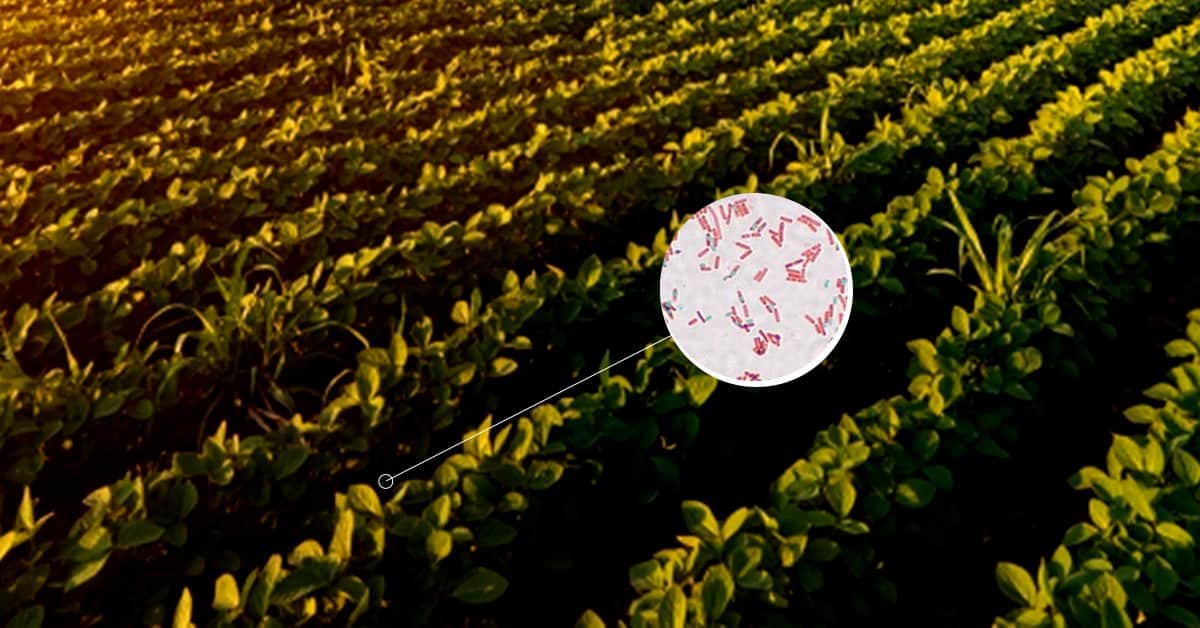 Bacillus subtilis: conheça este microrganismo e seus benefícios para a agricultura