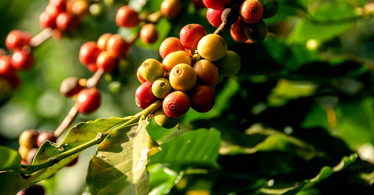 Cafeicultor de Ribeirão Corrente – SP fala sobre os resultados positivos do uso do K Forte®