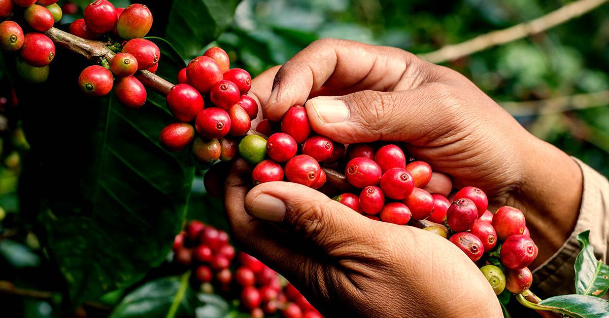 Cafeicultores contam como o uso do K Forte® fez a diferença no manejo da lavoura