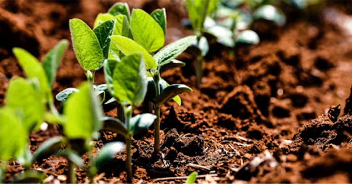 Conheça as principais fontes de silício para agricultura