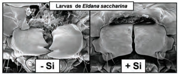 Mandíbulas De Lagartas De Eldana Saccharina (Broca Da Cana-De-Açúcar) Alimentadas Com Plantas Tratadas (Direita) E Não Tratadas (Esquerda) Com Silício. (Fonte: Kevdaras, 2011)