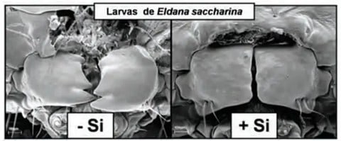 Mandíbulas De Lagartas De Eldana Saccharina (Broca Da Cana-De-Açúcar) Alimentadas Com Plantas De Cana Tratadas (Direita) E Não Tratadas (Esquerda) Com Silício. (Fonte: Kevdaras, 2011)