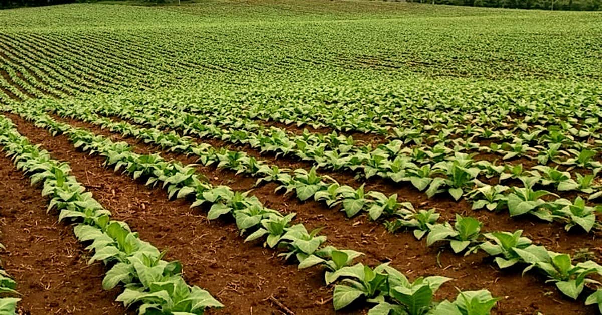 Potássio para tabaco: saiba as melhores práticas de adubação potássica para essa cultura