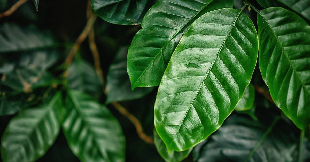 Produtor de café de Três Pontas–MG conta como o K Forte® melhorou o manejo da lavoura