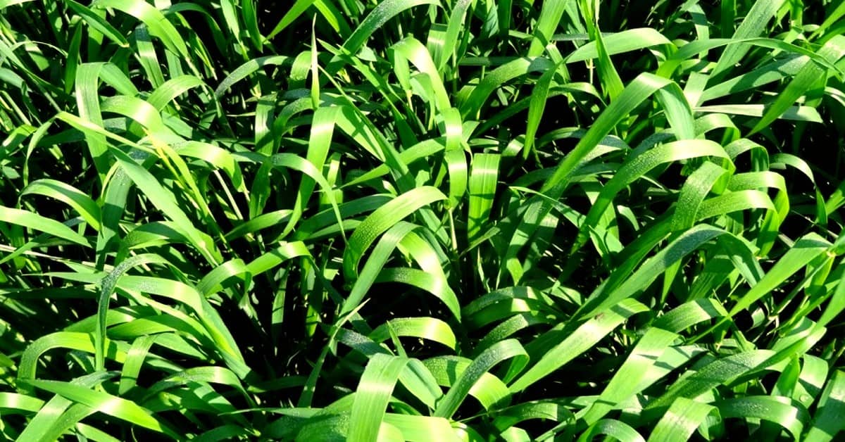 Quais são os benefícios do uso do silício nas plantas