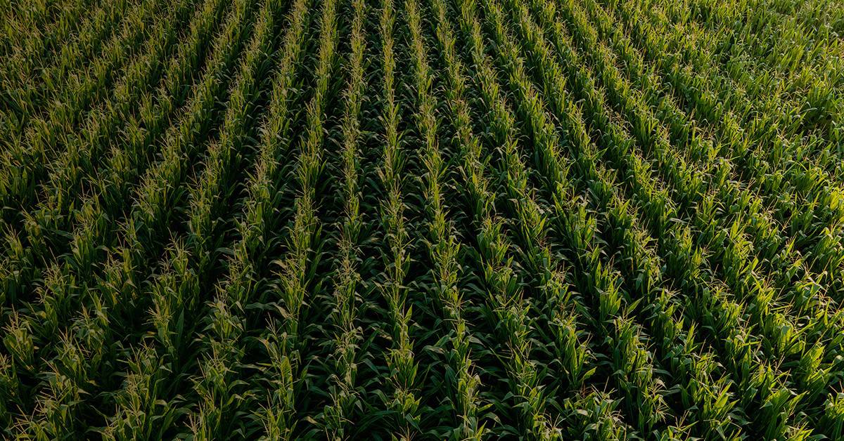 Qual é a importância do silício na agricultura