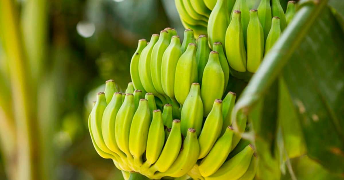Agricultor de Massaranduba – SC utiliza o K Forte® há um ano e conta os resultados positivos