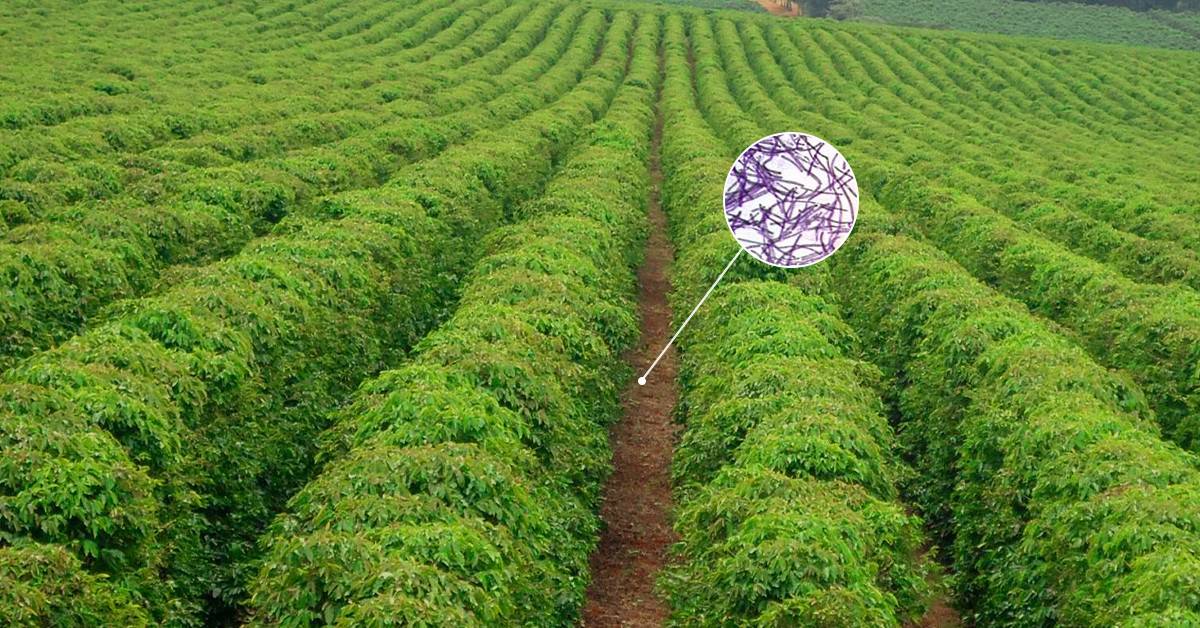 Bacillus megaterium: conheça este microrganismo e seus benefícios na agricultura