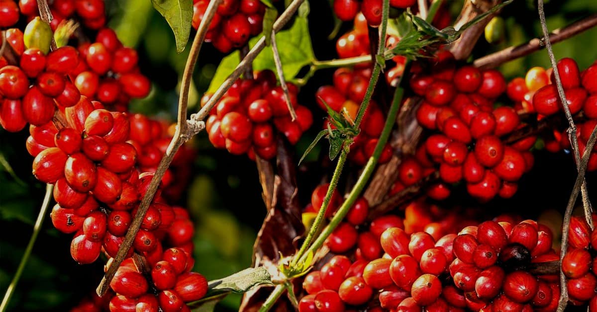 Como a produtividade do café é influenciada pelas doses de silício? - Como a produtividade do cafe e influenciada pelas doses de silicio