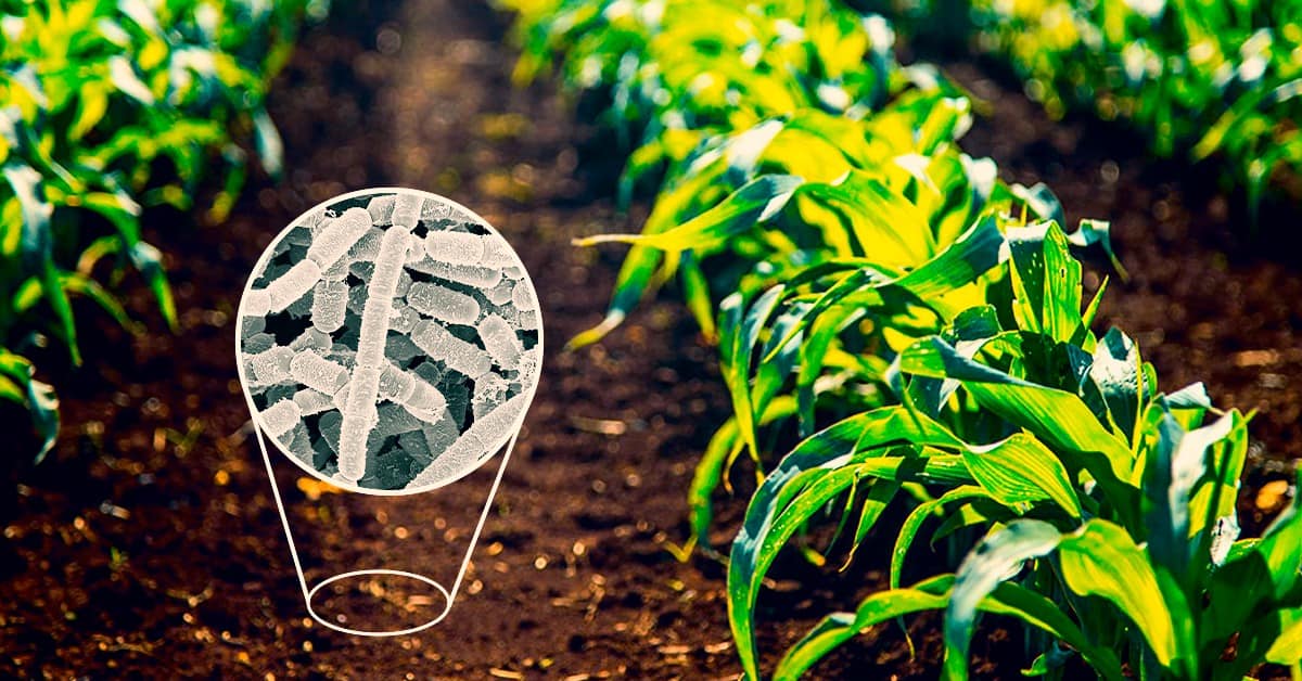 Conheça os microrganismos do gênero Paenibacillus e seus benefícios na agricultura