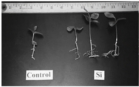 Diferença entre mudas de toranja de 1 mês de idade tratadas com silício (direita) do controle (esquerda) (Fonte: Matichenkov et al., 2001).