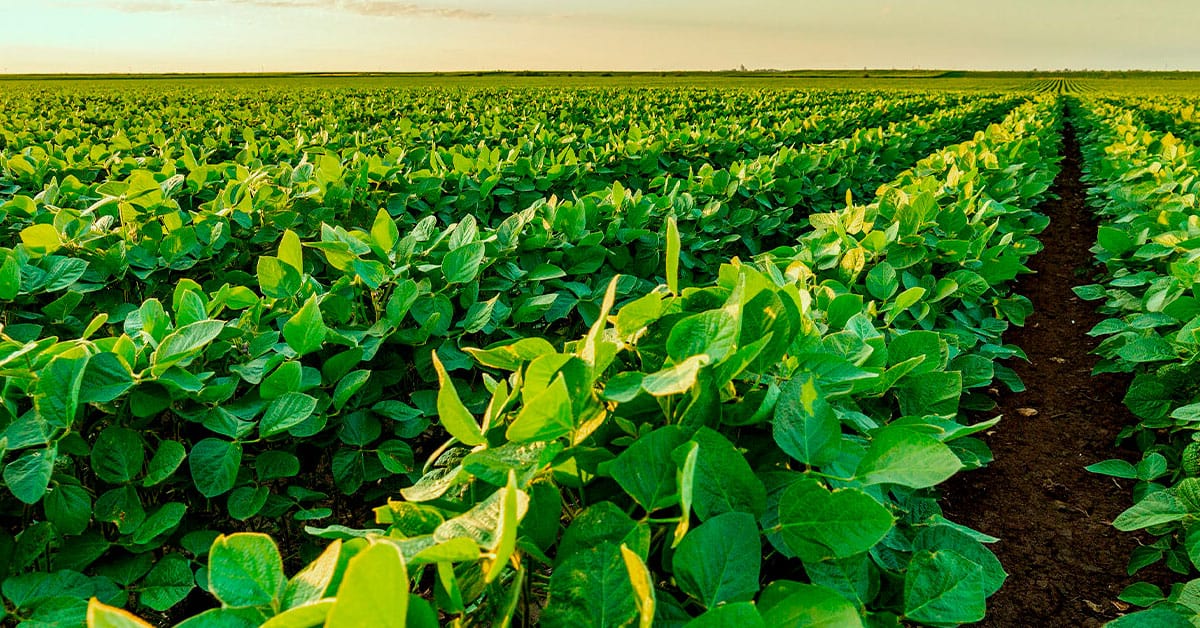 Enxofre: conheça as características deste nutriente e sua importância na agricultura - Enxofre conheca as caracteristicas deste nutriente e sua importancia na agricultura