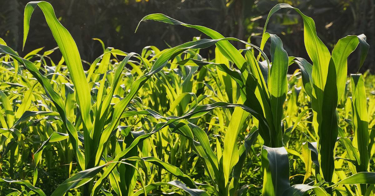 Como o silício influencia na produtividade do milho e na resistência a pragas