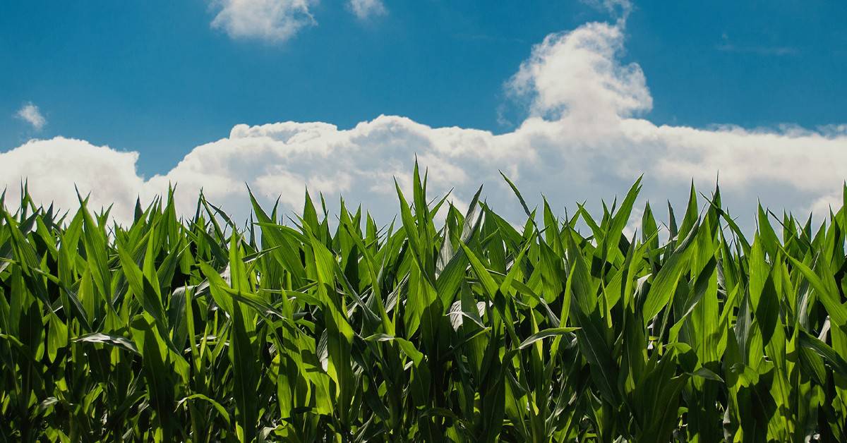 Produtores de soja, milho e outras culturas contam os resultados do uso do K Forte® na lavoura