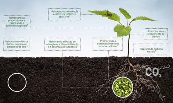 Benefícios Da Associação Com Os Microrganismos Do Solo Para As Plantas