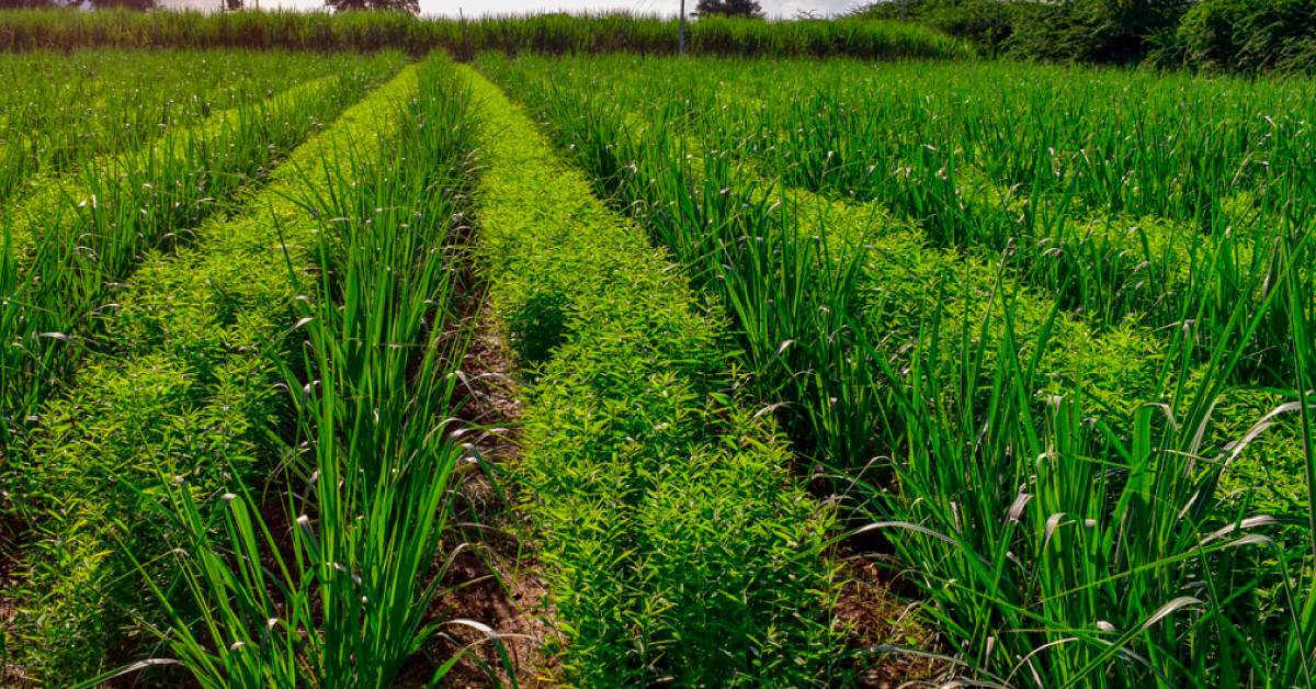 Como as plantas de cobertura protegem o solo e evitam os danos da erosão hídrica