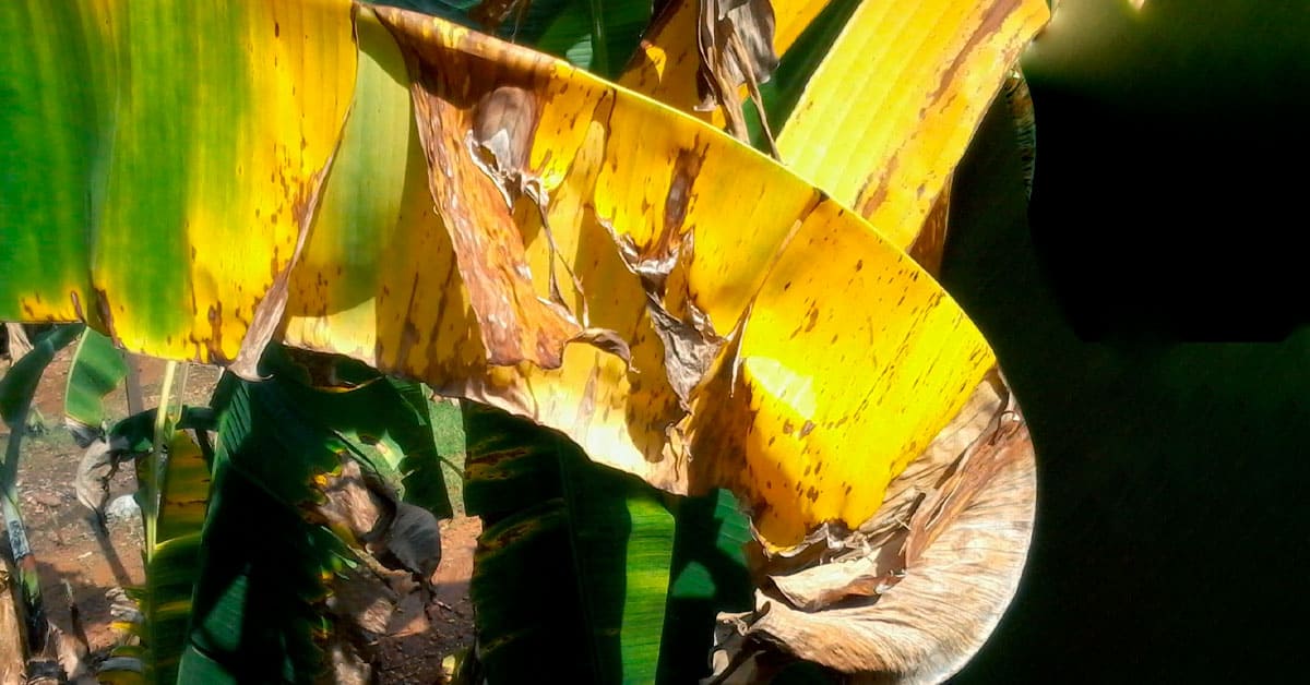 Como identificar a deficiência de enxofre na banana