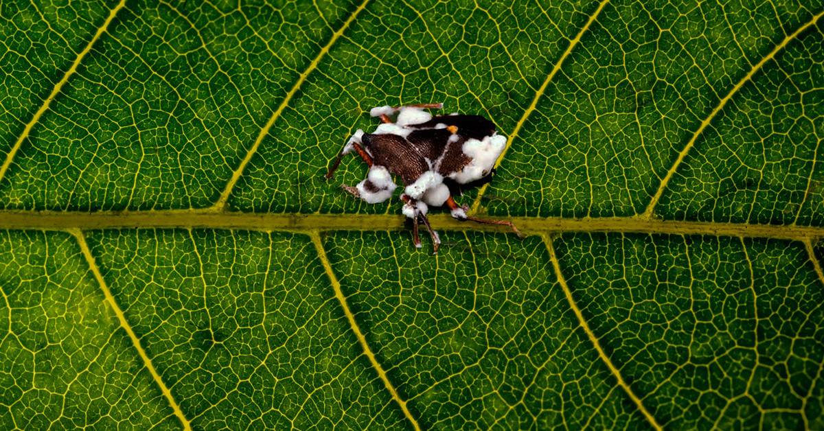 Conheça o microrganismo Beauveria bassiana e seus benefícios para a agricultura - Conheca o microrganismo Beauveria bassiana e seus beneficios para a agricultura