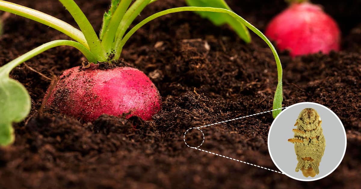 Conheça o microrganismo Metarhizium anisopliae e seus benefícios na agricultura