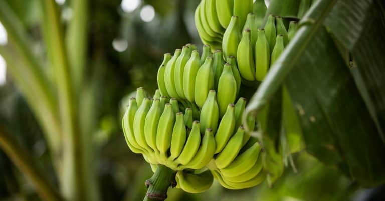 Descubra Qual A Importância Do Enxofre Na Banana - Descubra Qual A Importancia Do Enxofre Na Banana