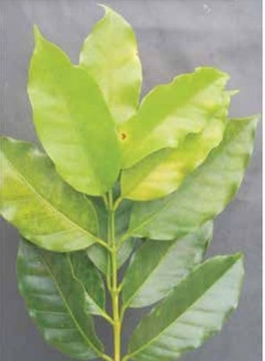 Folhas De Café Apresentando Sinais De Deficiência De Enxofre, Pela Presença Da Coloração Amarelada Nas Folhas Mais Jovens Das Plantas 