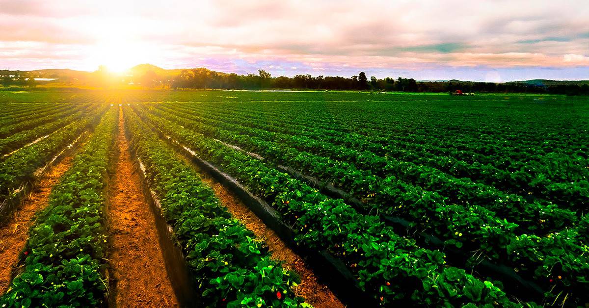 Quais são as vantagens de se usar fontes combinadas de enxofre e potássio na agricultura? - Quais sao as vantagens de se usar fontes combinadas de enxofre e potassio na agricultura