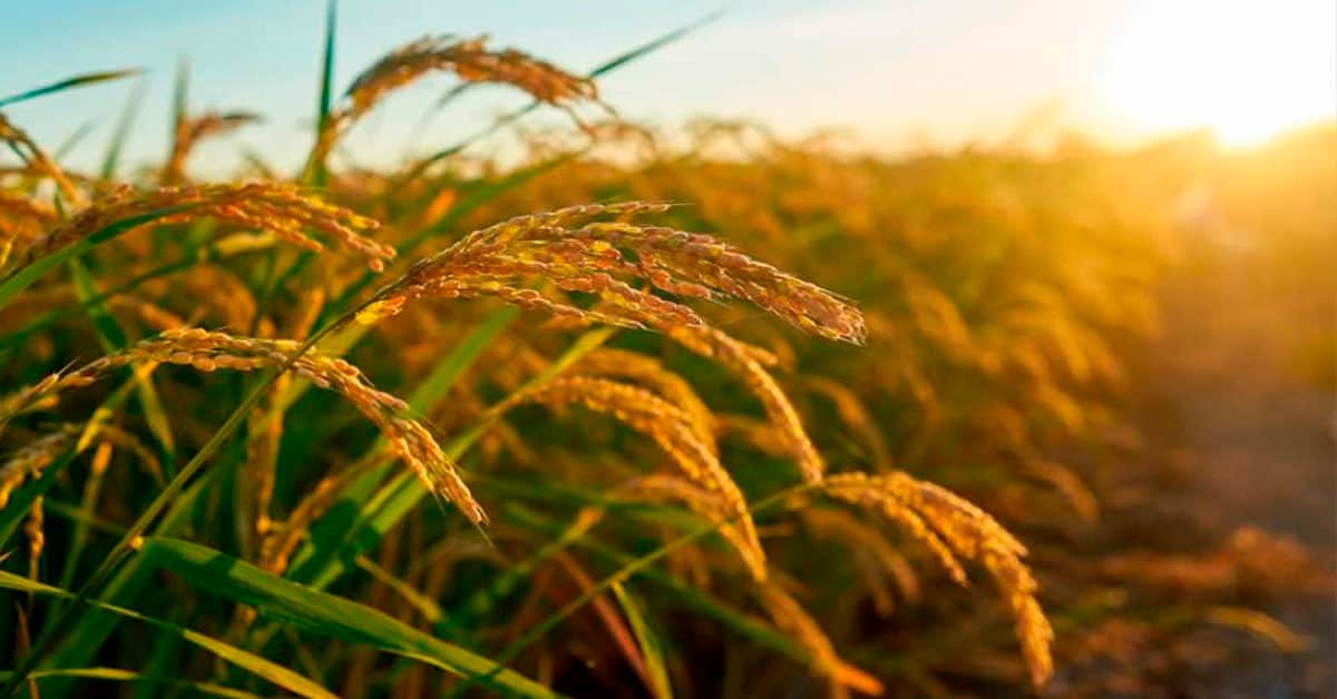 Qual é a importância do enxofre na cultura do arroz