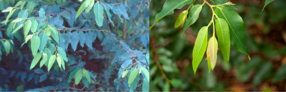 Sintomas Visuais De Deficiência De Enxofre No Eucalipto (Eucalyptus Grandis).