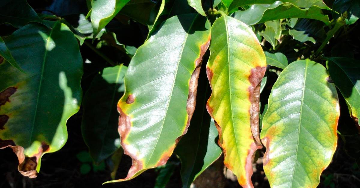 Deficiência de enxofre em café: como identificar?