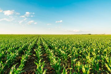 Como a aplicação do enxofre pode melhorar a eficiência da adubação fosfatada na cultura do milho