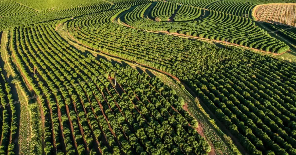 Entenda os mecanismos do microrganismo Bacillus aryabhattai envolvidos na promoção de crescimento de plantas