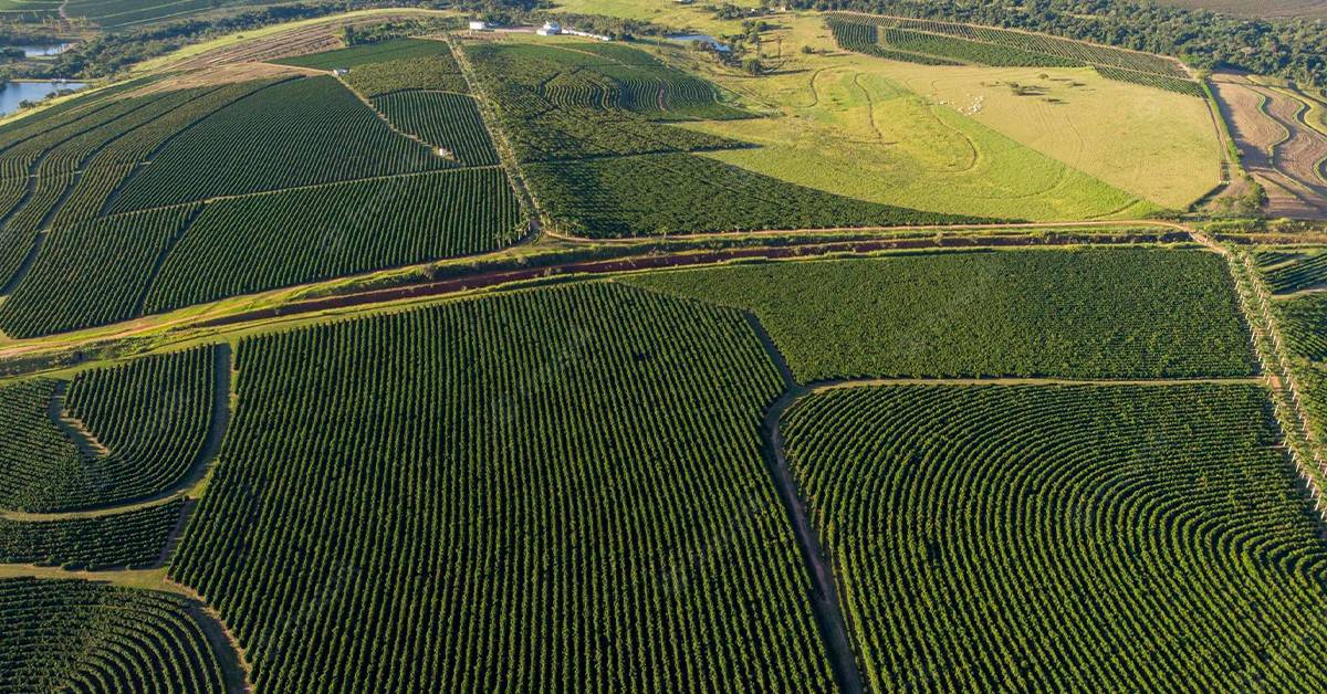 Entenda quais as vantagens de aplicar fertilizantes com enxofre na lavoura