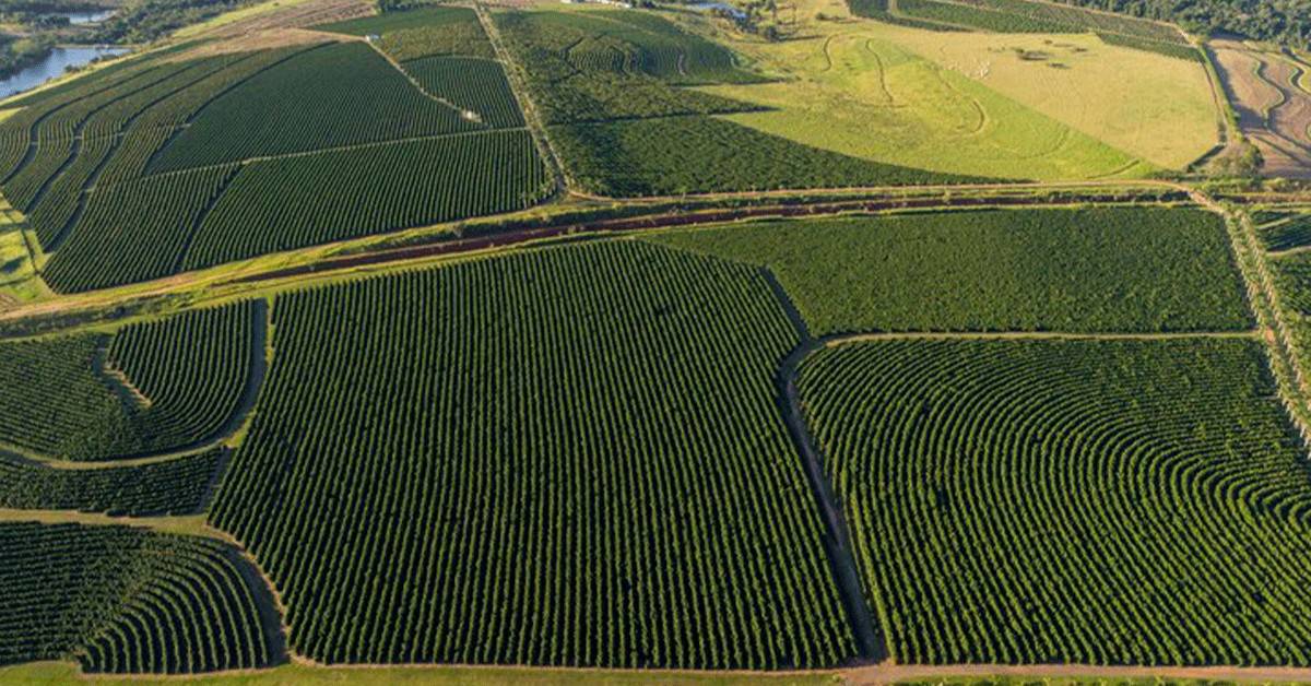Professora da Universidade Federal de Goiás fala sobre o potencial do K Forte® para a agricultura