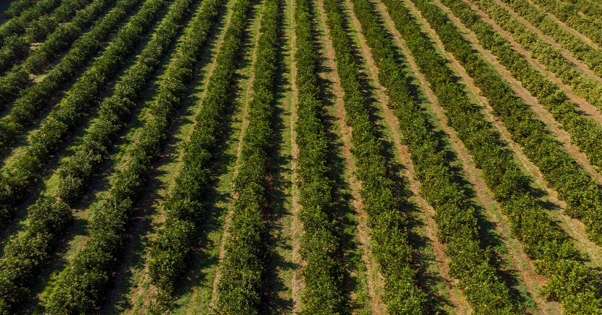 Conheça 3 fontes de magnésio para agricultura