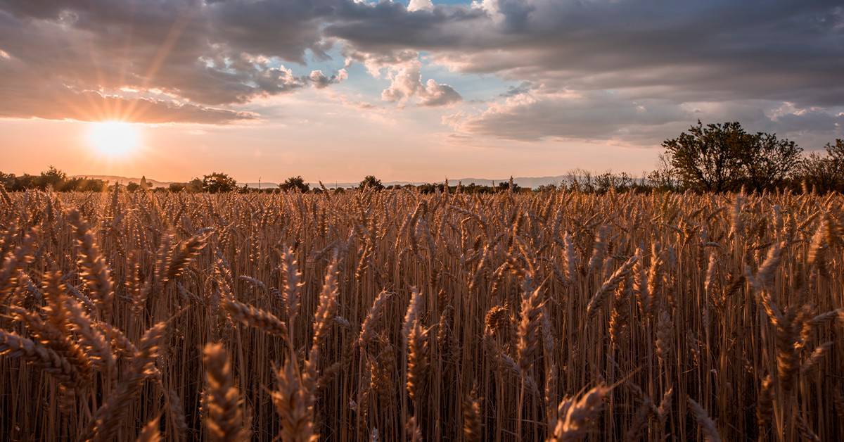 O papel da rizobactéria Bacillus aryabhattai na mobilização e na biofortificação de zinco da soja e do trigo